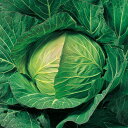 てるなみ 20ml キャベツ F1 中原採種場