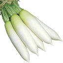 宮重総太り大根 2dl 大根 ダイコン だいこん 山陽交配