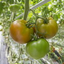 モンテネグロ 100粒 グリーンビーフトマト品種 トマト とまと 蕃茄