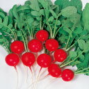 レッドチャイム廿日大根 2dl 大根 ダイコン だいこん