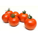 TYマリオ 100粒 トマト とまと 蕃茄