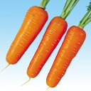 新黒田五寸 1l ニンジン にんじん 人参 中原採種場