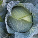 みかしほ 2000粒 キャベツ