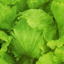 ジェントル PVP ペレット5000粒 レタス