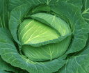 YR楽匠2号 2500粒詰 キャベツ 宇治交配