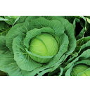 彩宝 2500粒 キャベツ