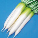 青づまり 5千粒(コート3L) 大根 ダイコン だいこん F1 中原採種場