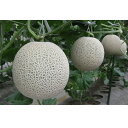 ミラノ春1 100粒 めろん メロン 舐瓜 ヤエ交配