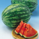 虎太郎 200粒 スイカ すいか 西瓜 F1 中原採種場