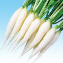 ホワイトキャンドル 2dl 大根 ダイコン だいこん F1 中原採種場