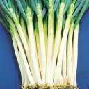 冬洲一本太葱 2dl 葱 ネギ ねぎ 中原採種場