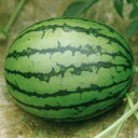 姫山笠H 200粒 スイカ すいか 西瓜 F1 中原採種場
