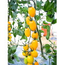 TYプリモイエロー(ミニ) 100粒 トマト とまと 蕃茄