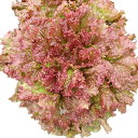 キュアルージュ(UC-052) Lコート5千粒 レタス ウエキ育成 横浜植木