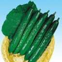 千羽 350粒 胡瓜 キュウリ きゅうり F1 中原採種場