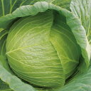 YRわかかぜ甘藍(旧:寒玉909) 2000粒 キャベツ 甘藍 かんらん カンラン