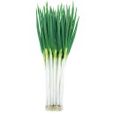 時宗 コート2L5000粒 葱 ネギ ねぎ