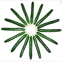 新1号 350粒 胡瓜 キュウリ きゅうり新1号 350粒 ときわ交配