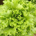 シフォングリーン(UC-049) Lコート5千粒 レタス ウエキ育成 横浜植木