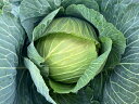 こいだま 2000粒 キャベツ