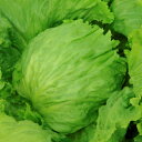 ユースフル PVP ペレット5000粒 レタス