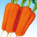 朱紅 2dl ニンジン にんじん 人参 F1 中原採種場