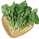 栄葉大根 1l 大根 ダイコン だいこん 山陽交配