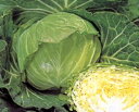 輝岬甘藍 タキイ交配 2000粒2センR キャベツ 甘藍 かんらん カンラン