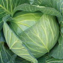 YR冬親方甘藍 3000粒 キャベツ 甘藍 かんらん カンラン