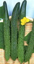 豊産四葉 350粒 胡瓜 キュウリ きゅうり
