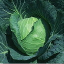 YR征将 20ml 袋 キャベツ