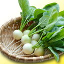 リンダホワイト 10000粒詰 大根 ダイコン だいこん 宇治交配