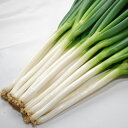 輝光 コート6000粒 葱 ネギ ねぎ 渡辺交配