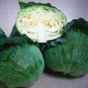 ベスト(全国そ菜原種審査会 1等特別賞受賞) 20ml キャベツ 渡辺交配