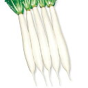 干し理想大根(さる) タキイ交配 2dlスタンドパック200ml 大根 ダイコン だいこん