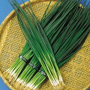 博多くろ(冬用) 1l 葱 ネギ ねぎ F1 中原採種場