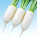 中型アルタリ 5千粒(コート3L) 大根 ダイコン だいこん F1 中原採種場