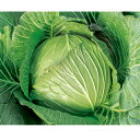 冬きらり 2500粒 キャベツ