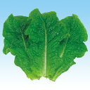 カルビーグリーン 5千粒(コートL) レタス 中原採種場