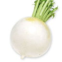 冬どり聖護院大根 2dl タキイ交配 DF20ml 大根 ダイコン だいこん