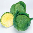 サボイエースSP甘藍 タキイ交配 2000粒2センR キャベツ 甘藍 かんらん カンラン