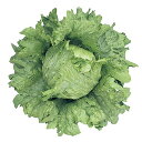 ラウンド Lコート5000粒 レタス