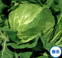 金系201号 2000粒 生種キャベツ