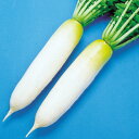 与作 2dl 大根 ダイコン だいこん F1 中原採種場