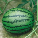 姫山笠 200粒 スイカ すいか 西瓜 F1 中原採種場