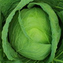 こうな(KAK-815) 2500粒 キャベツ