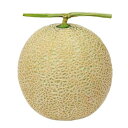 UA-107 100粒 めろん メロン 舐瓜 ウエキ交配 横浜植木