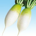 キムチ 1万粒大根 ダイコン だいこん F1 中原採種場