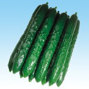 千夏 350粒 胡瓜 キュウリ きゅうり F1 中原採種場