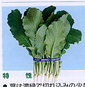 葉大根 味菜(あじさい) 1L 大根 ダイコン だいこん